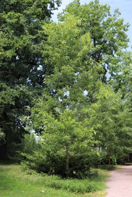 Quercus acutissima - dub špičatolistý - celek